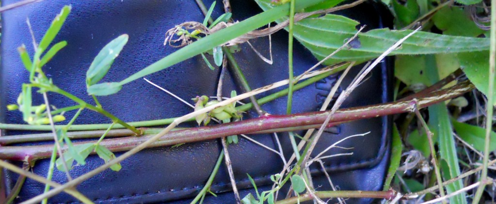 Trigonella altissima (=Melilotus altissimus) / Meliloto altissimo